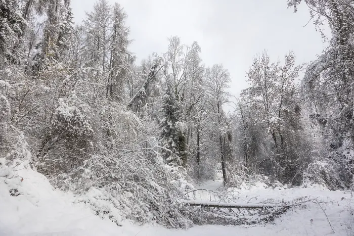 Framed Print : Winter atmosphere in winter forest