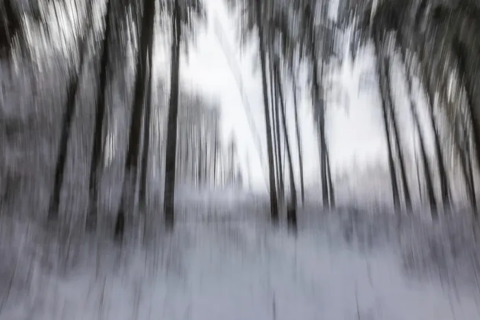 Framed Print : Winter atmosphere in the winter forest Framed Print : Winter atmosphere in the winter forest