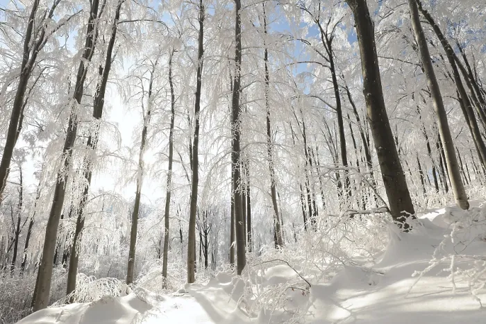 Framed Print : Winter beech forest covered with fresh snow