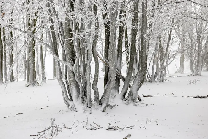 Framed Print : Winter beech forest with hoarfrost on the trees and fog on Mount Kandel