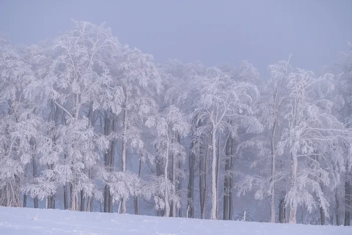 Framed Print : Winter beech forest with hoarfrost on the trees and fog on Mount Kandel