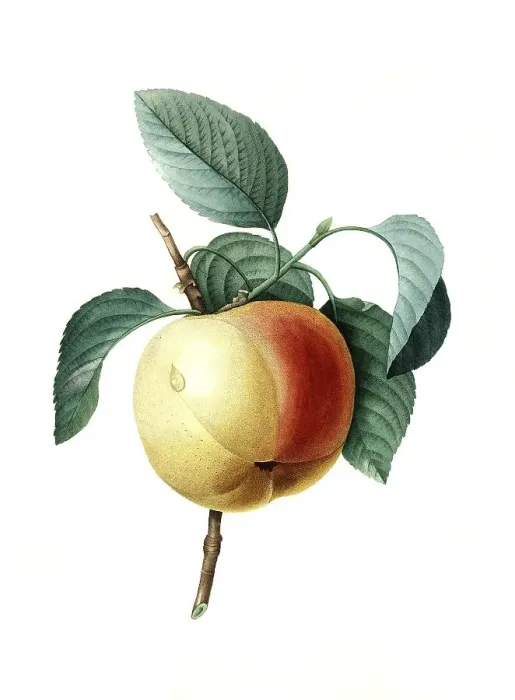 Framed Print : Winter Calville apple tree (Malus domestica) Framed Print : Winter Calville apple tree (Malus domestica)