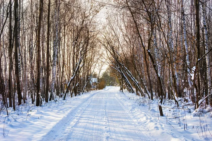 Framed Print : Winter colorful road in birch forest at sunset
