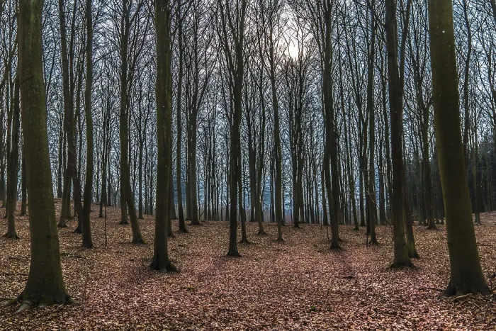 Framed Print : Winter day in a beech forest with the sun behind the branches