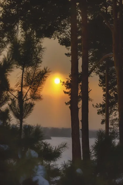 Framed Print : Winter evening in the forest with long shadows from the trees