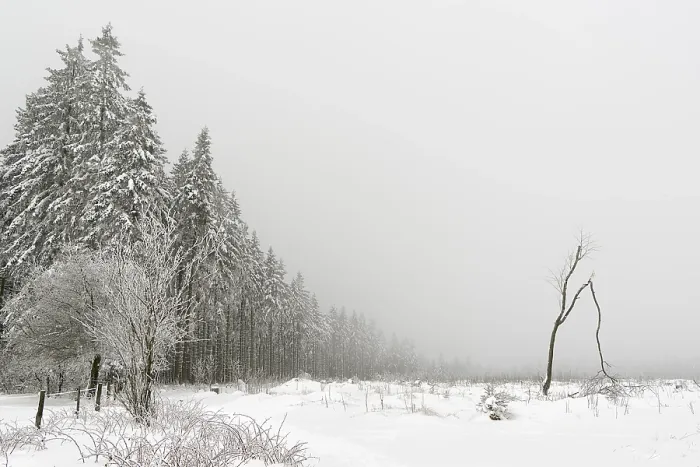 Framed Print : Winter forest