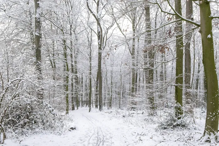 Framed Print : Winter forest