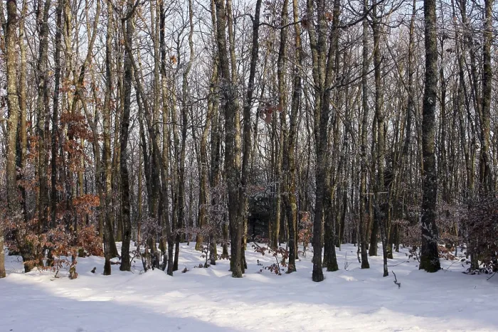 Framed Print : In the winter forest