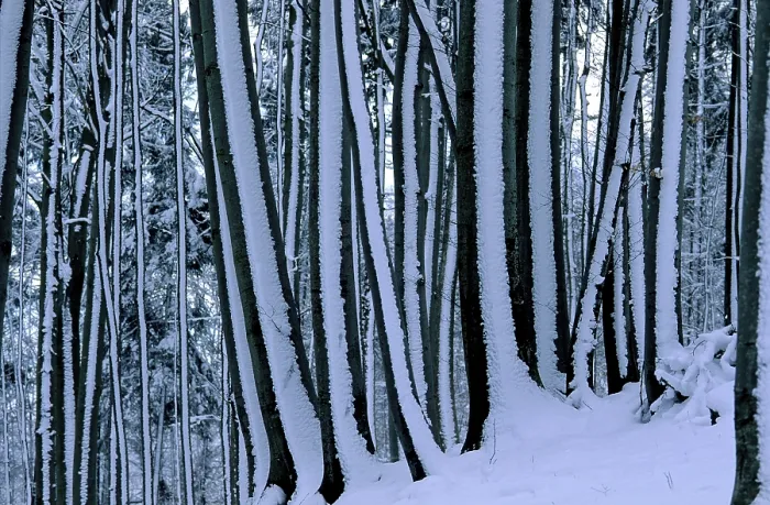 Framed Print : Winter forest Framed Print : Winter forest