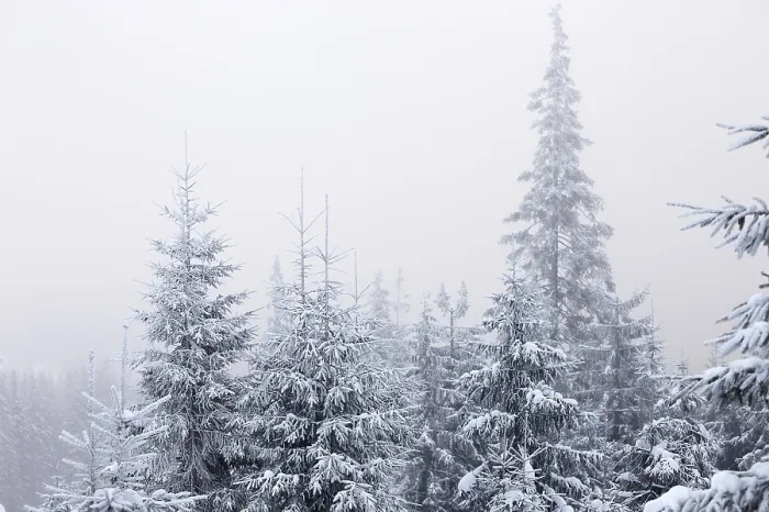 Framed Print : Winter forest