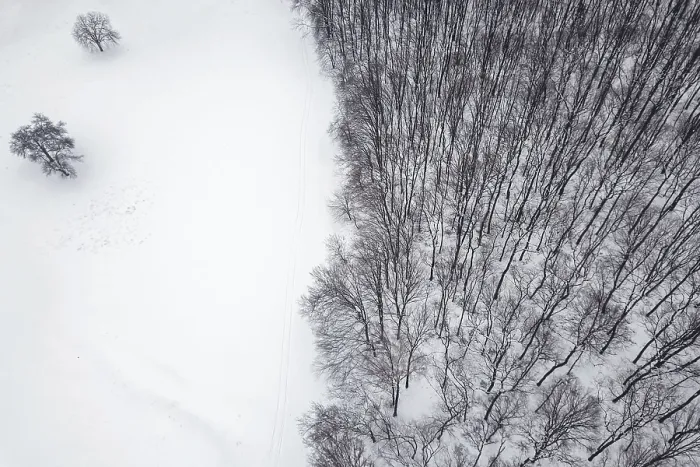 Framed Print : Winter forest from above. Aerial view forest and snow Framed Print : Winter forest from above. Aerial view forest and snow
