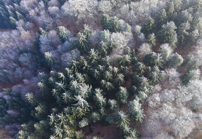 Framed Print : Winter forest aerial view of a mixed forest with spruces