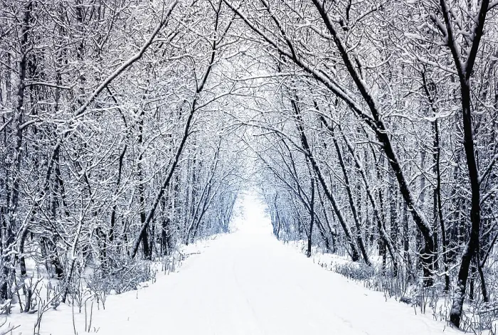 Framed Print : Winter forest alley with trees
