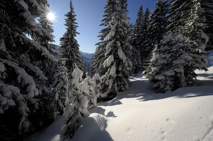 Framed Print : Winter forest in backlight, Spiesser