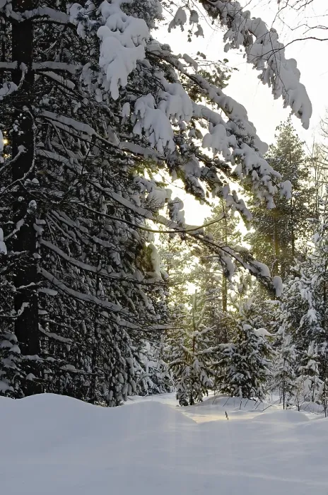 Framed Print : Winter forest of cedar Framed Print : Winter forest of cedar