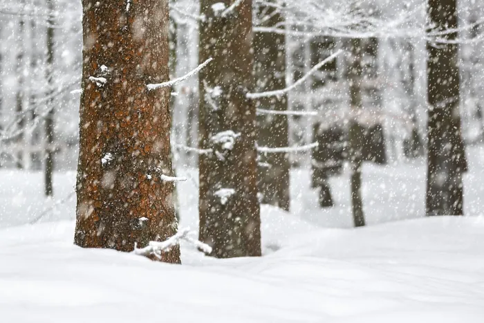 Framed Print : Winter forest, close-up