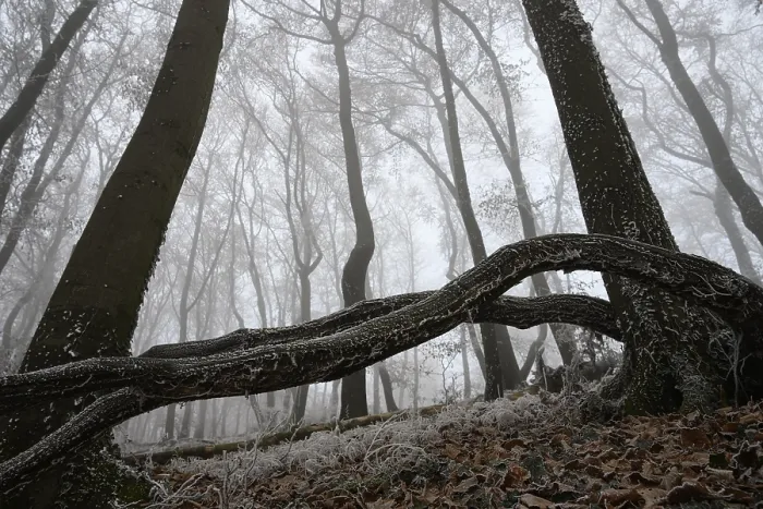 Framed Print : A winter forest covered in fog with frozen branches and barren atmosphere Framed Print : A winter forest covered in fog with frozen branches and barren atmosphere