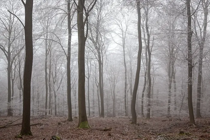 Framed Print : Winter forest, deciduous forest with fog and hoarfrost