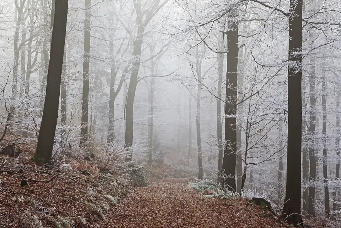 Framed Print : Winter forest, forest track through deciduous forest with fog and hoarfrost