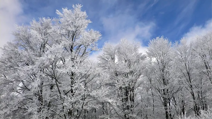 Framed Print : Winter forest with frosted tree branches over blue sky background