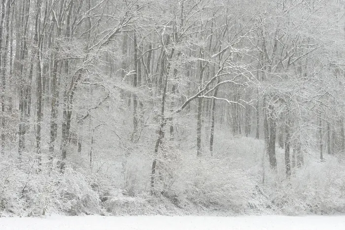 Framed Print : Winter forest after heavy snowfall Framed Print : Winter forest after heavy snowfall
