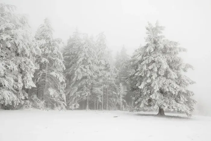 Framed Print : Winter forest with hoarfrost on the trees and fog on the mountain Kandel Framed Print : Winter forest with hoarfrost on the trees and fog on the mountain Kandel