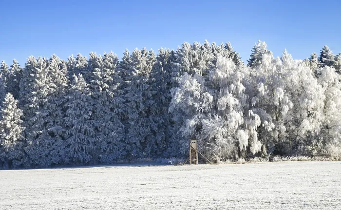 Framed Print : Winter forest with hunters and magnificent trees