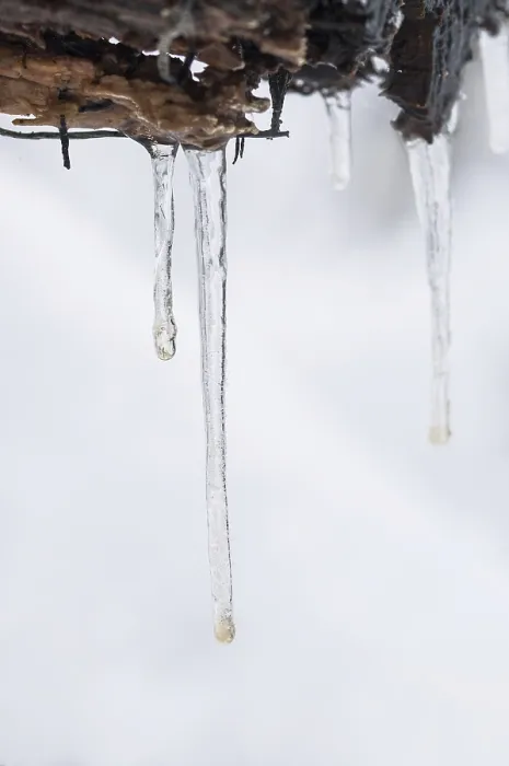 Framed Print : Winter forest, icicles on dead wood