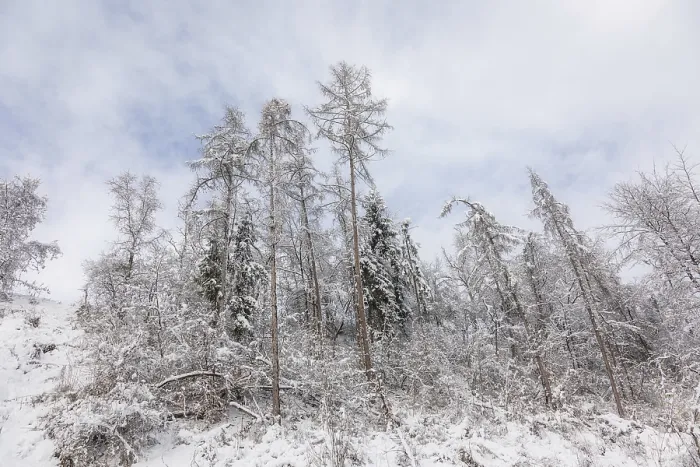 Framed Print : Winter forest, Leoben, Styria, Austria