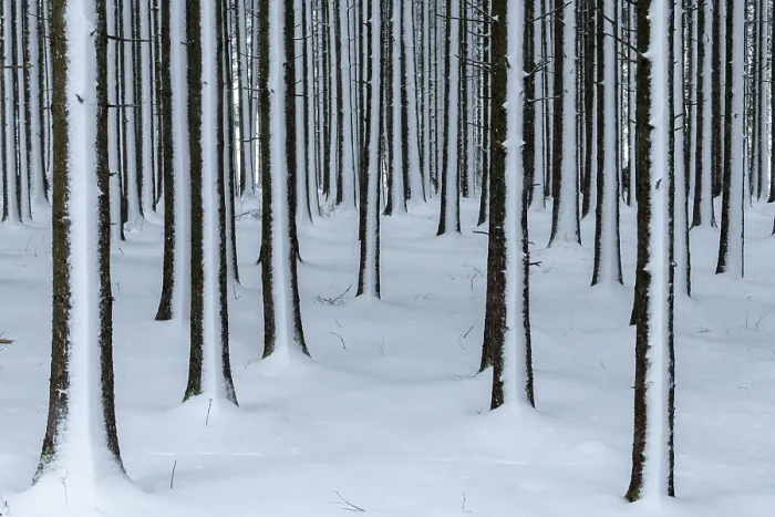 Framed Print : winter forest, Mindelheim, Unterallgaeu