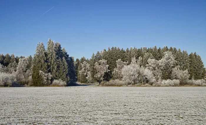 Framed Print : Winter forest near Furamoos