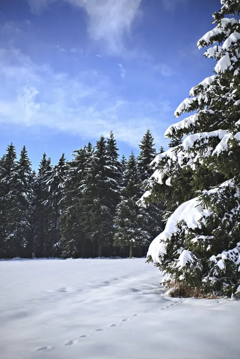 Framed Print : Winter forest under new snow in Germany