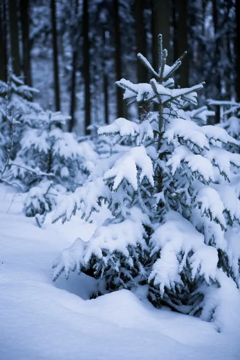 Framed Print : Winter forest under new snow in Germany