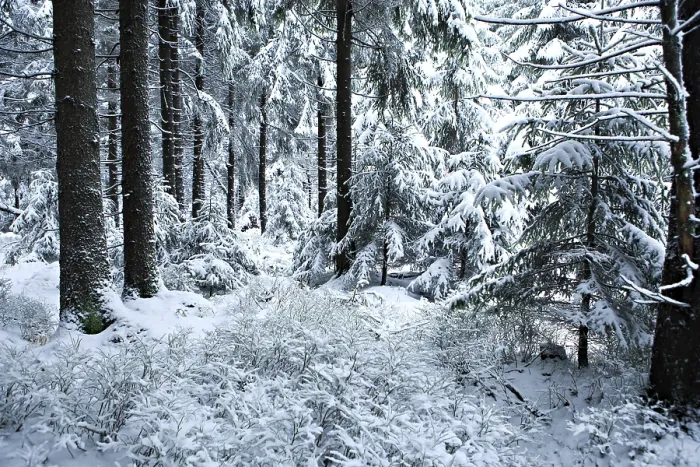 Framed Print : Winter forest under new snow in Masserberg