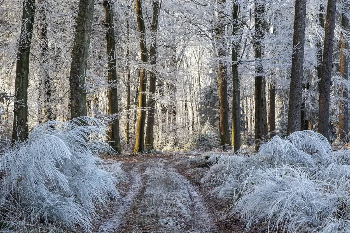 Framed Print : Winter, forest path, trees and ground cover with hoarfrost in the forest