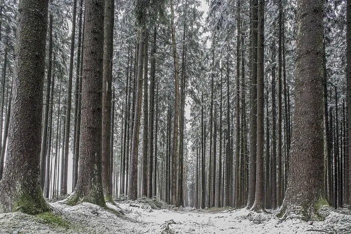 Framed Print : Winter forest, short onset of winter