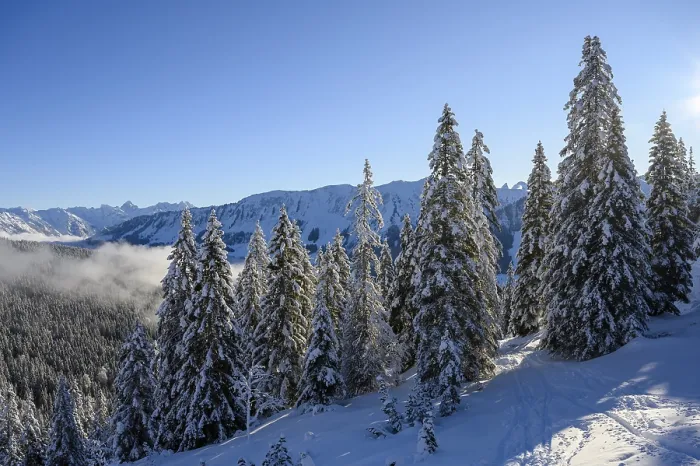 Framed Print : Winter forest with ski track and Allgaeu Alps