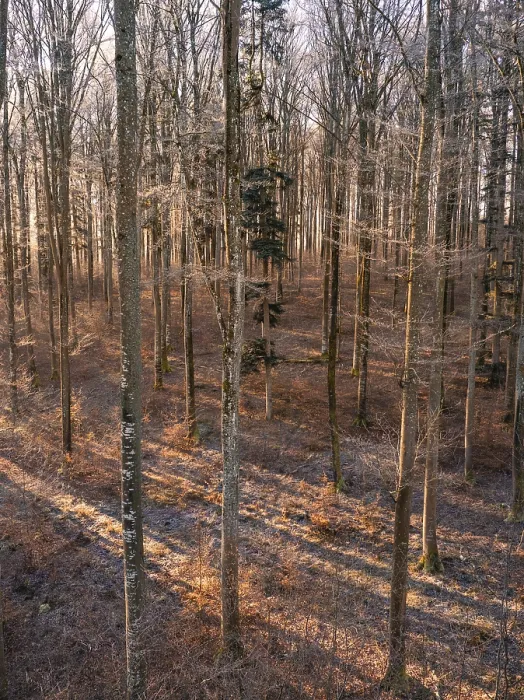 Framed Print : Winter forest in slanting sunlight casting long shadows Framed Print : Winter forest in slanting sunlight casting long shadows