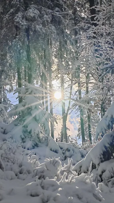 Framed Print : Winter forest with snow cover and sunlight between trees