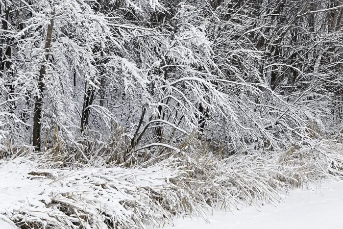 Framed Print : Winter, forest with snow covered trees Framed Print : Winter, forest with snow covered trees