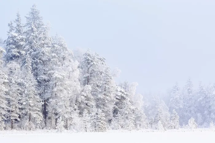 Framed Print : Winter forest with snow and frost in the trees of the taiga Framed Print : Winter forest with snow and frost in the trees of the taiga