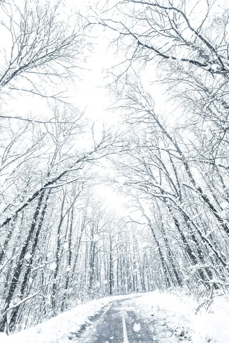 Framed Print : Winter forest snow road. Forest road winter snow view