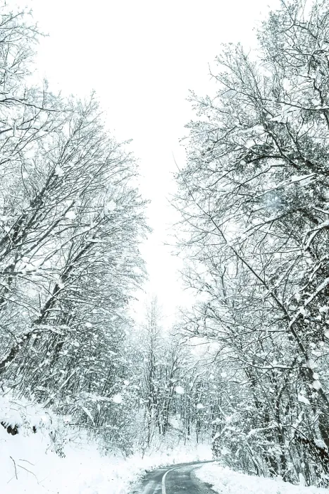 Framed Print : Winter forest snow road. Forest road winter snow view Framed Print : Winter forest snow road. Forest road winter snow view