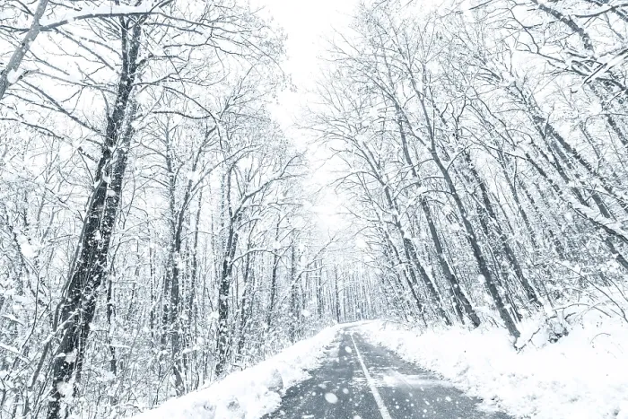 Framed Print : Winter forest snow road. Forest road winter snow view