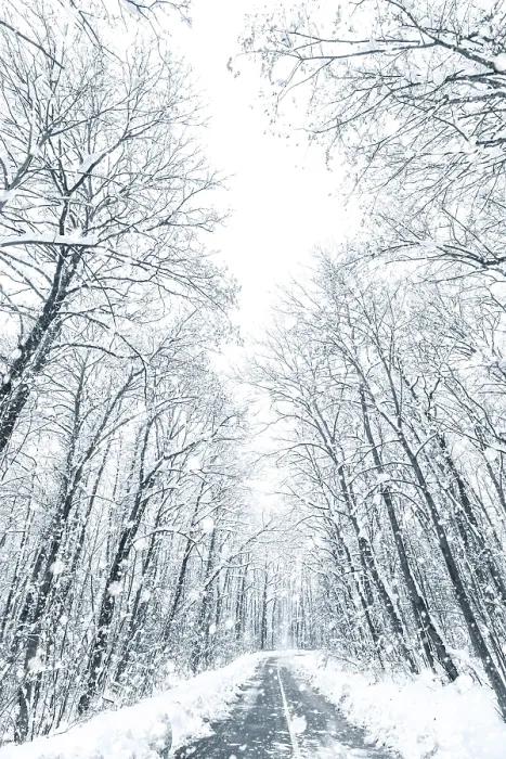 Framed Print : Winter forest snow road. Forest road winter snow view