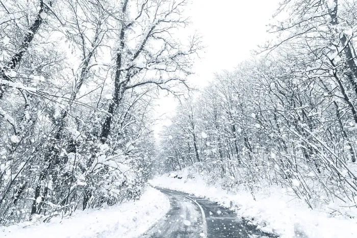 Framed Print : Winter forest snow road. Forest road winter snow view Framed Print : Winter forest snow road. Forest road winter snow view