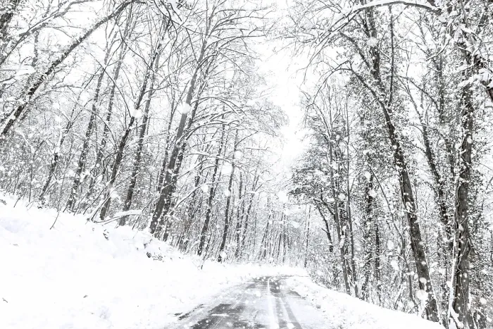 Framed Print : Winter forest snow road. Forest road winter snow view