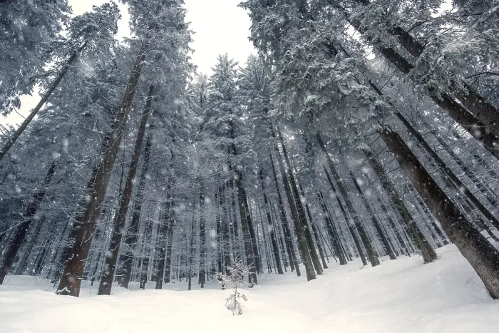 Framed Print : Winter forest with snowfall, Bavaria