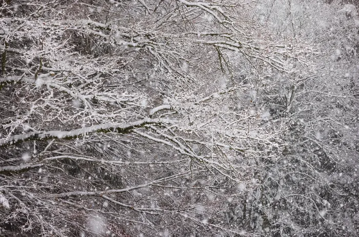 Framed Print : Winter forest during snowfall, Mondseeland