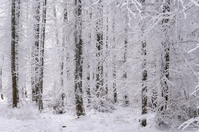 Framed Print : Winter forest, snowy landscape
